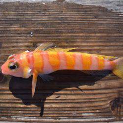 渡船屋たにぐち 釣果