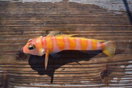 渡船屋たにぐち 釣果