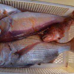 渡船屋たにぐち 釣果