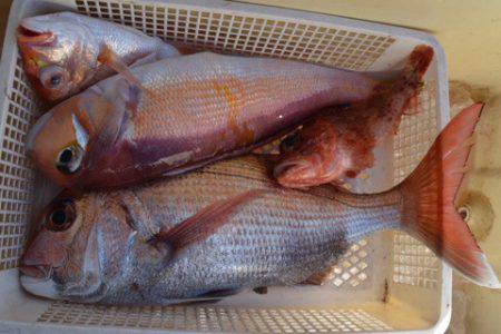 渡船屋たにぐち 釣果