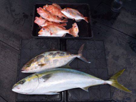 渡船屋たにぐち 釣果