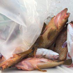 「LaGooN」蒼陽丸 日和号 釣果