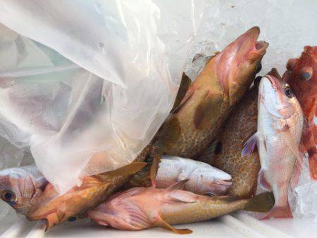 「LaGooN」蒼陽丸 日和号 釣果