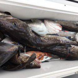 エヌスタイル 釣果