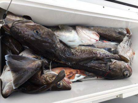 エヌスタイル 釣果