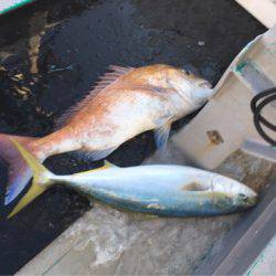 ＴＡＲＯＭＡＲＵ 釣果