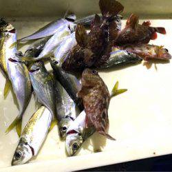 ヤザワ渡船 釣果