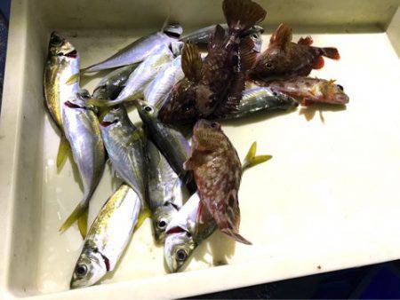 ヤザワ渡船 釣果