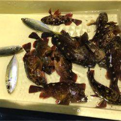 ヤザワ渡船 釣果