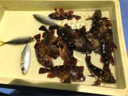 ヤザワ渡船 釣果