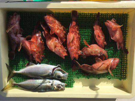 Ｖ−７ West 釣果