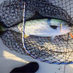 アマテラス 釣果