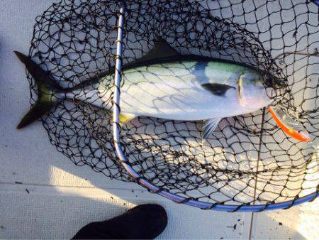 アマテラス 釣果