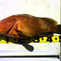 龍神丸(鹿児島) 釣果