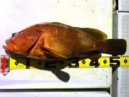 龍神丸(鹿児島) 釣果