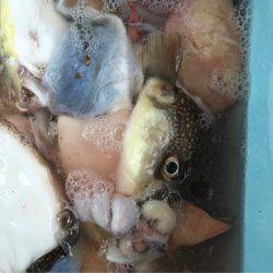 ヤザワ渡船 釣果