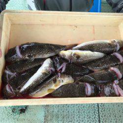 ヤザワ渡船 釣果