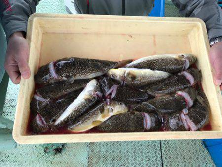 ヤザワ渡船 釣果