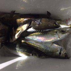 ヤザワ渡船 釣果