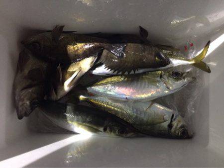 ヤザワ渡船 釣果