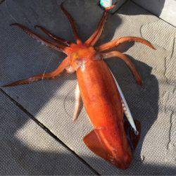 ＴＡＲＯＭＡＲＵ 釣果