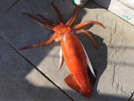 ＴＡＲＯＭＡＲＵ 釣果