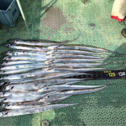 ヤザワ渡船 釣果