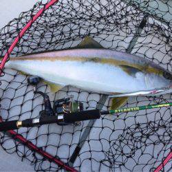 アマテラス 釣果