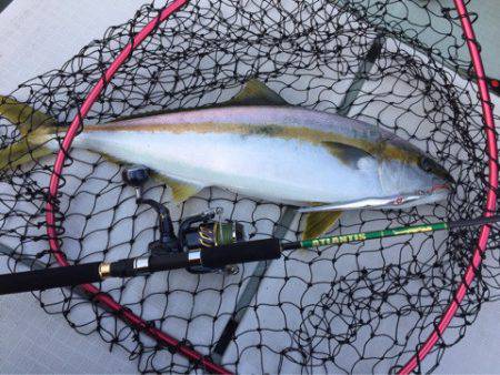 アマテラス 釣果