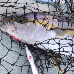 アマテラス 釣果