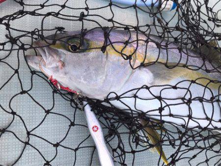 アマテラス 釣果