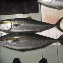 エムズジャーク（M’s JERK） 釣果