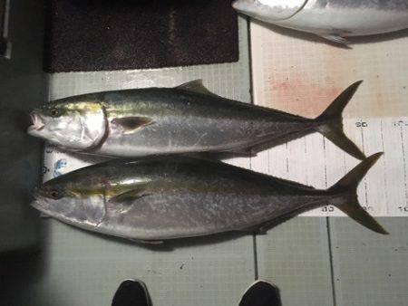 エムズジャーク（M’s JERK） 釣果