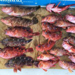 末広丸(熊本) 釣果