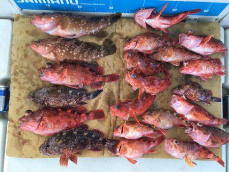 末広丸(熊本) 釣果