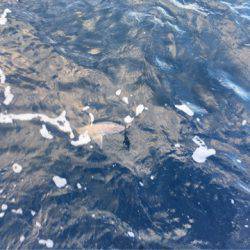 ＴＡＲＯＭＡＲＵ 釣果