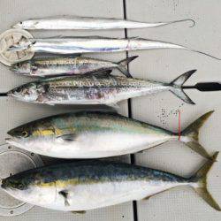 SeaRide(シーライド) 釣果