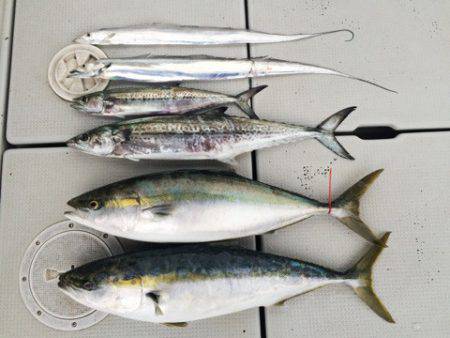 SeaRide(シーライド) 釣果