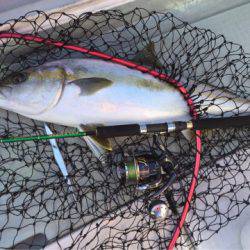 アマテラス 釣果