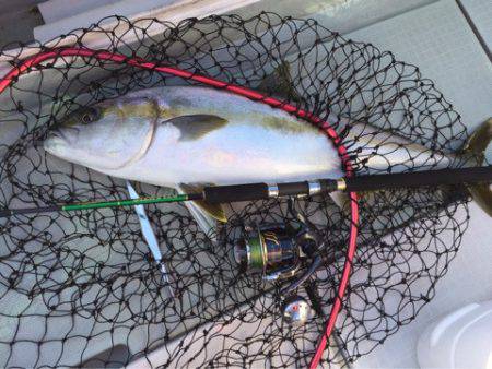 アマテラス 釣果