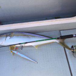 アマテラス 釣果