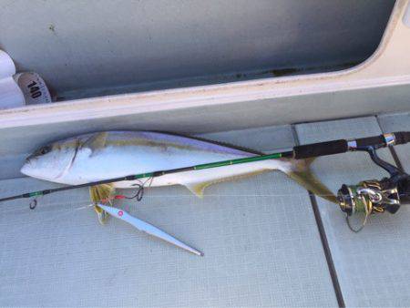 アマテラス 釣果