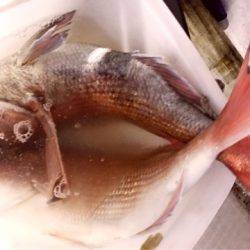 龍神丸(鹿児島) 釣果