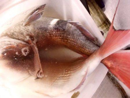 龍神丸(鹿児島) 釣果