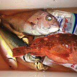 龍神丸(鹿児島) 釣果