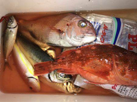 龍神丸(鹿児島) 釣果