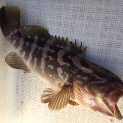 「LaGooN」蒼陽丸 日和号 釣果