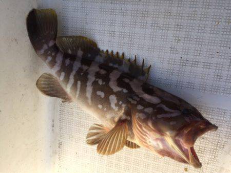 「LaGooN」蒼陽丸 日和号 釣果