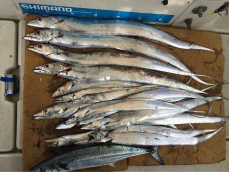 末広丸(熊本) 釣果