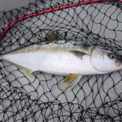 アマテラス 釣果